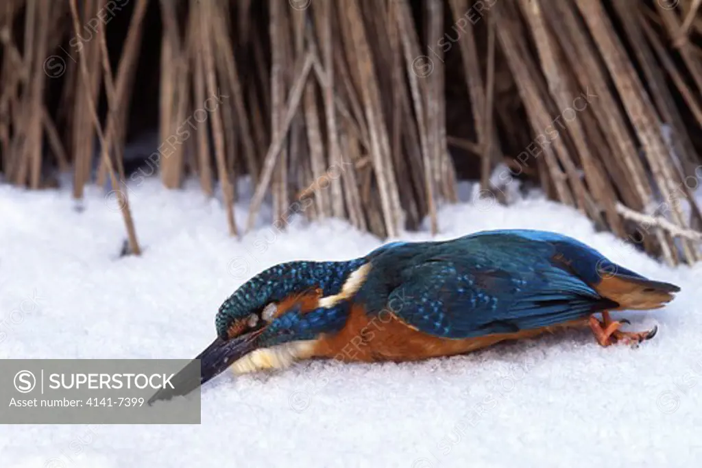 kingfisher alcedo atthis dead male victim of winter canton of zurich switzerland 