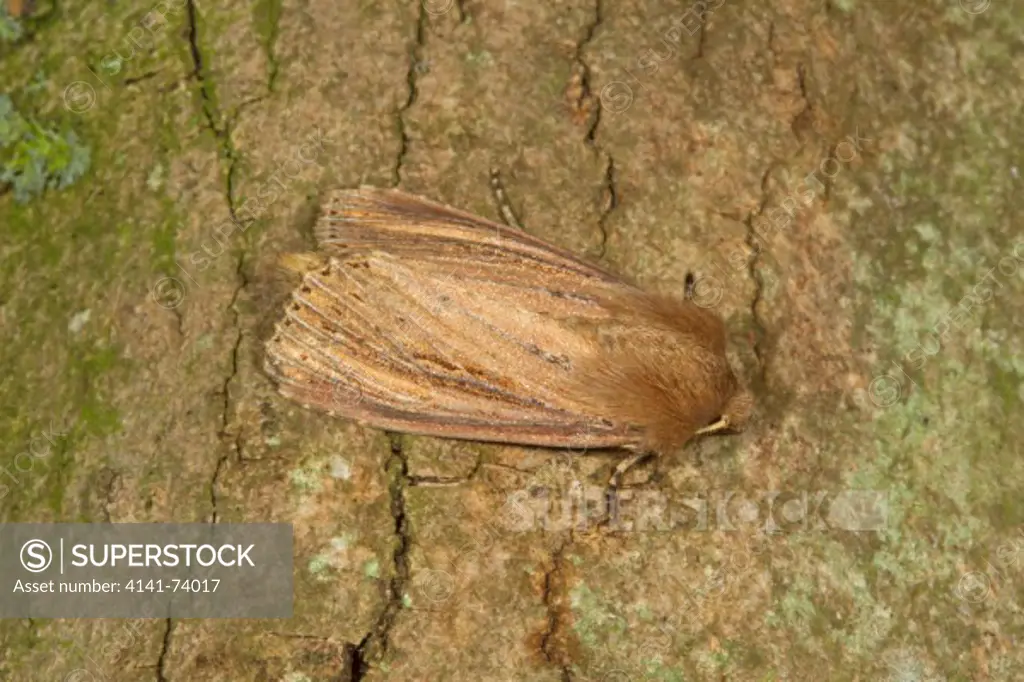 Bulrush Wainscot, Nonagria typhae, August, Norfolk