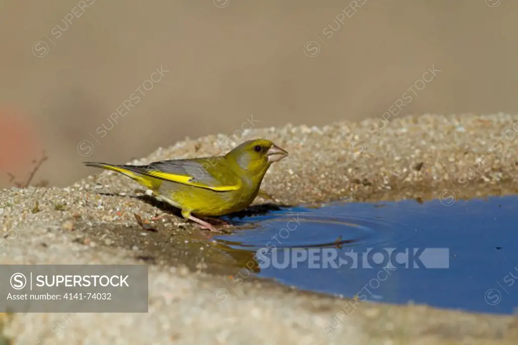 Greenfinch, Carduelis chloris, male drinking, May, Castille and Leon, Spain