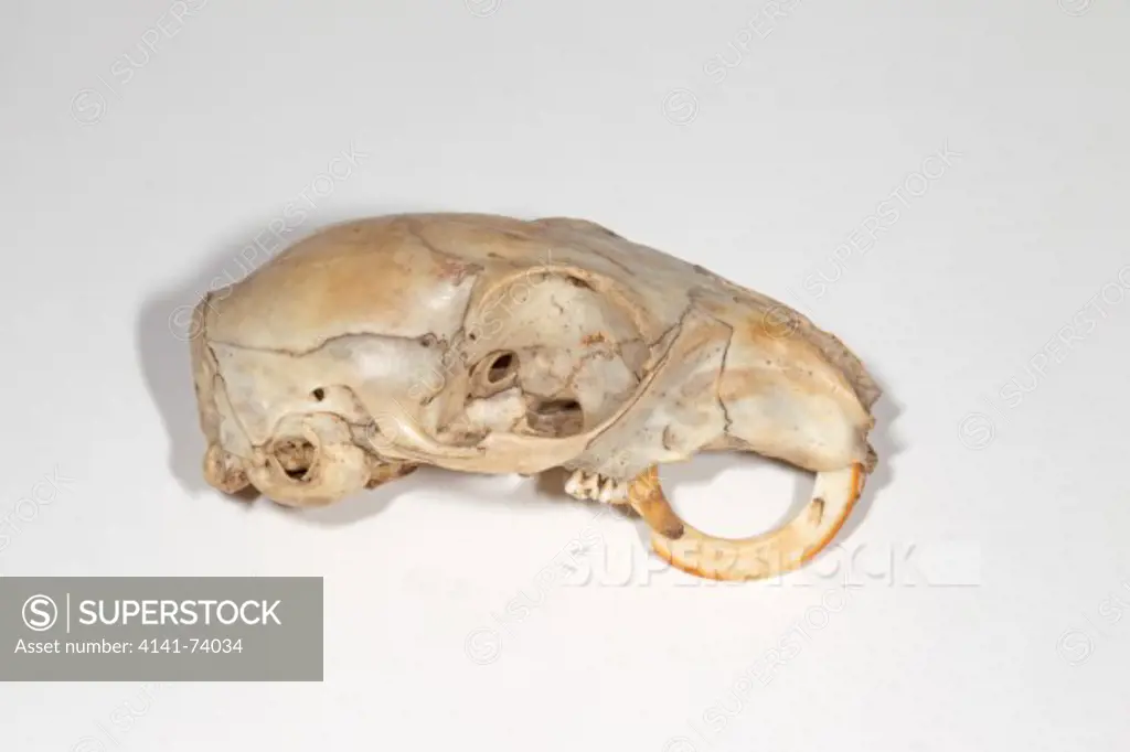 Grey Squirrel, Sciurus carolinensis, skull showing continued growth of teeth, Norfolk UK