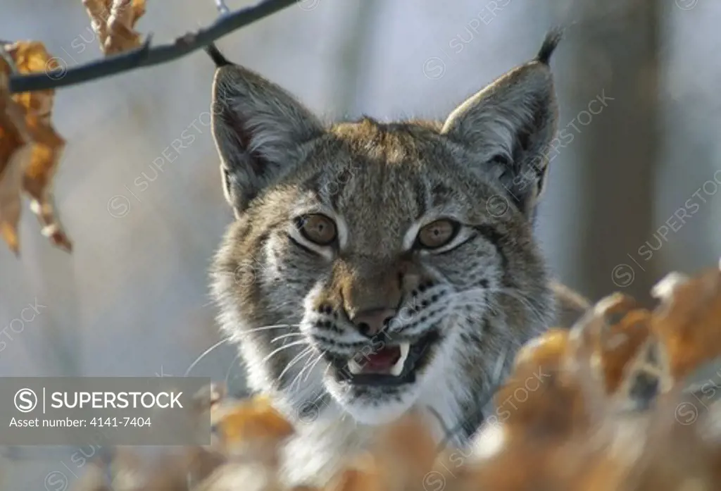 european lynx young snarling felis lynx face detail switzerland
