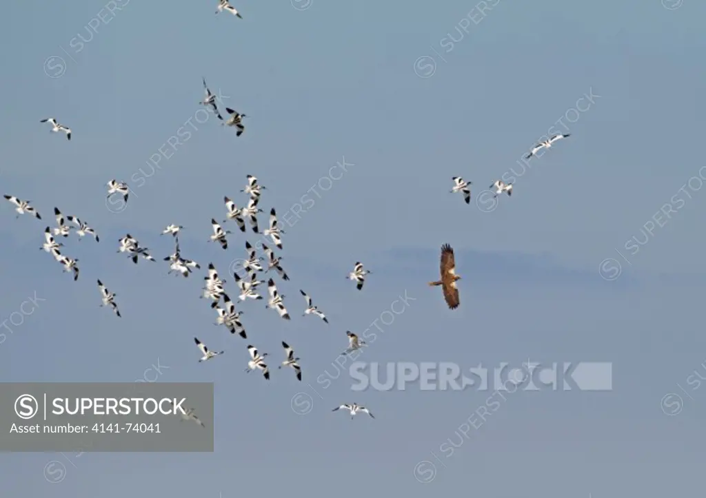 Avocet, Recurvirostra avosetta, flock chasing foraging Marsh Harrier, Circus aeruginosus, June, Cley-next-the-Sea, Norfolk Wildlife trust