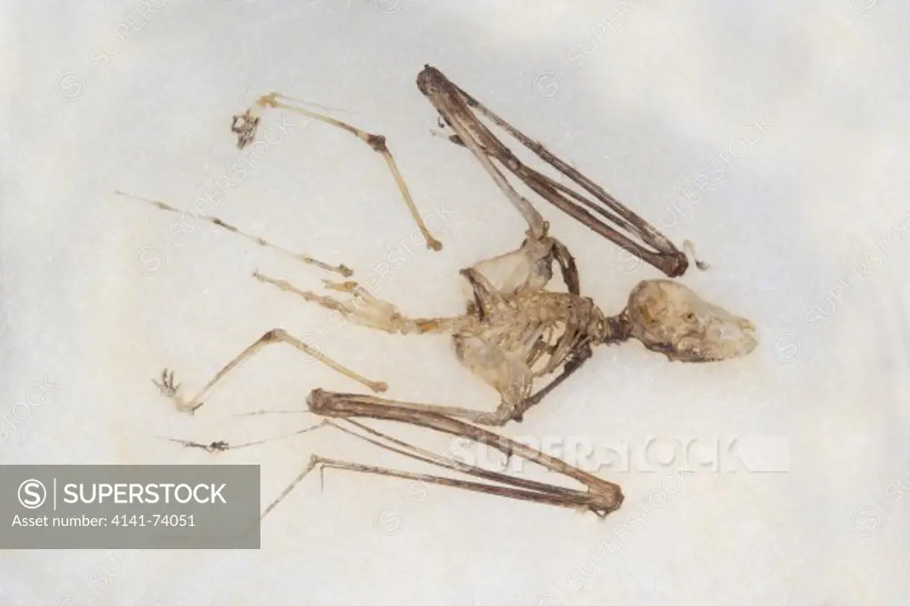 Common Pipistrelle, P. pipistrellus, skeleton