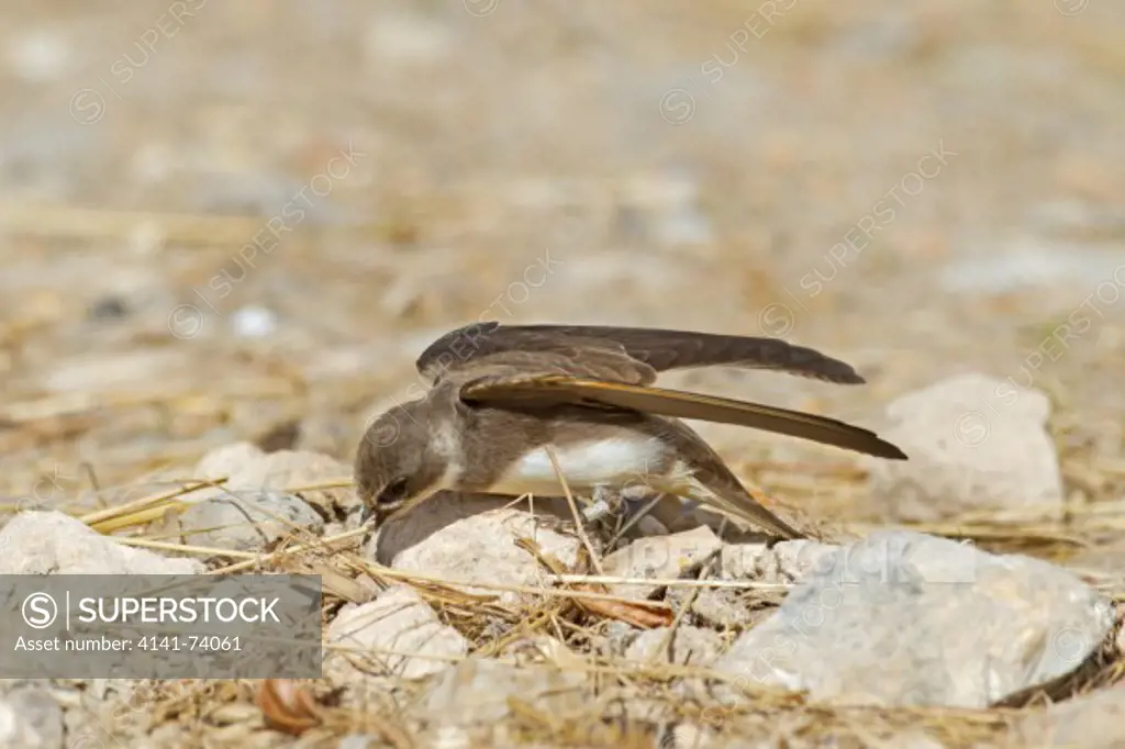 Sand Martin, R. riparia, collecting nest material, spring, Norfolk UK