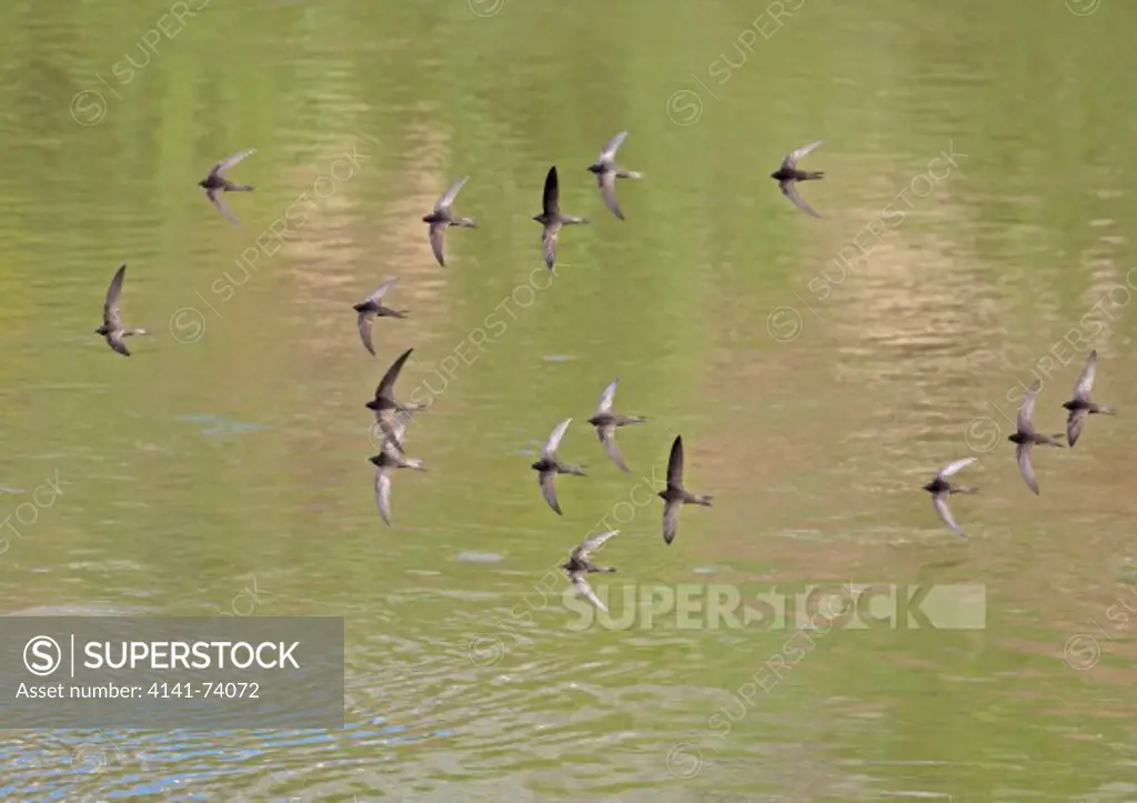 Common Swift, Apus apus, flock of 16 in flight, May, Castille and Leon, Spain