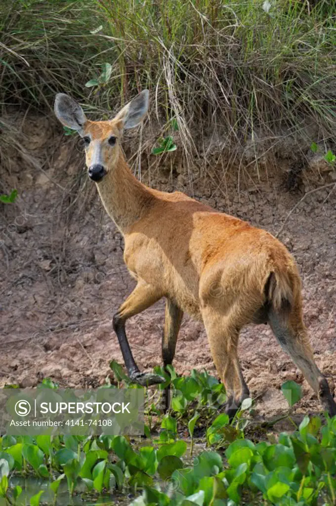 Marsh Deer (Blastocerus dichotomus ) - female -  listed as  a vulnerable species.Largest deer of South America., The Pantanal, Mato Grosso, Brazil Photo by: Peter Llewellyn