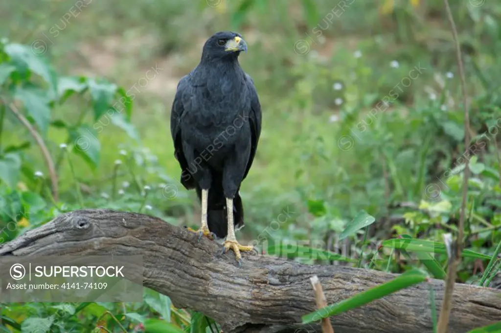 Great Black Hawk (Buteogallus urubitinga), The Pantanal, Mato Grosso, Brazil Photo by: Peter Llewellyn