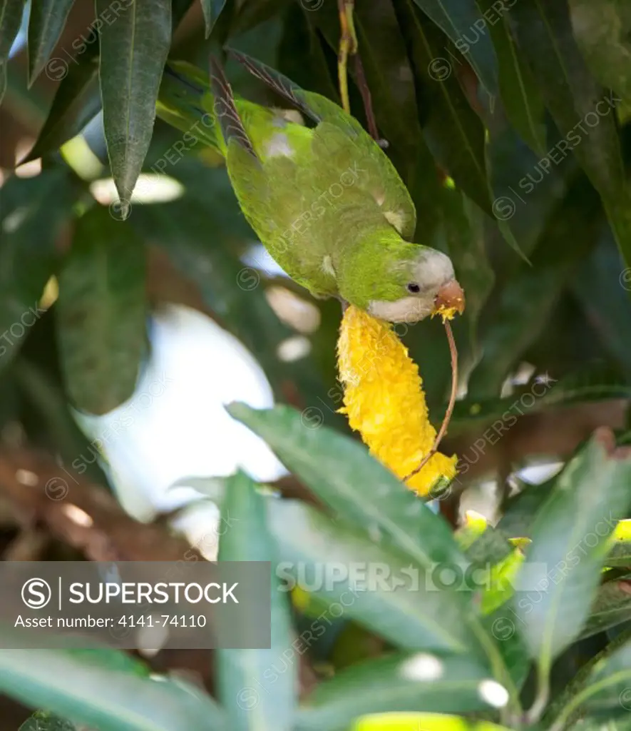 Monk Parakeet (Myiopsitta monachus) feeding on Mango,  The Pantanal, Mato Grosso, Brazil