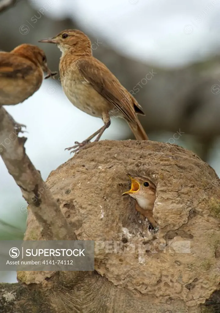 Rufous Hornero (Furnarius rufus) parent standing on nest with chicks inside,  The Pantanal, Mato Grosso, Brazil
