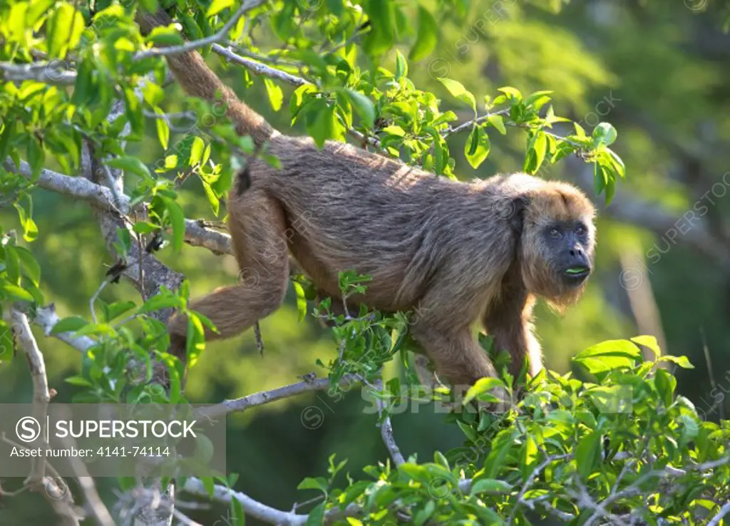 Black Howler Monkey (Alouatta caraya) female,  The Pantanal, Mato Grosso, Brazil