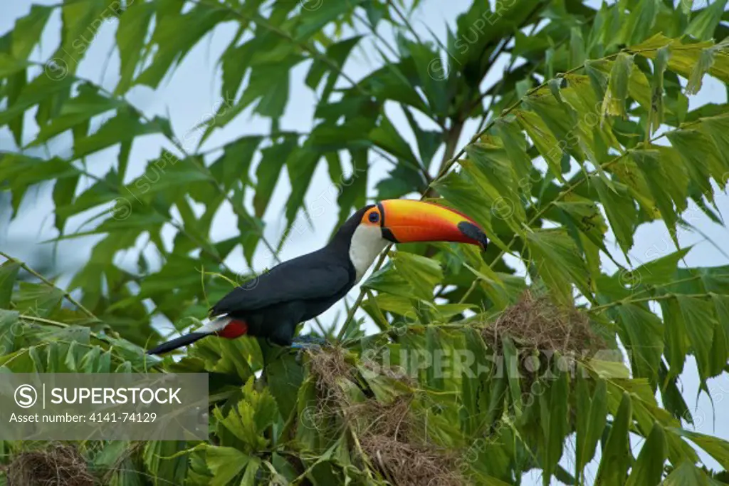Toco Toucan (Ramphastos Toco) attacking Yellow-rumped Cacique nests (Cacicus celanests),  Jardim d' Amazonia Ecolodge, Mato Grosso, Brazil