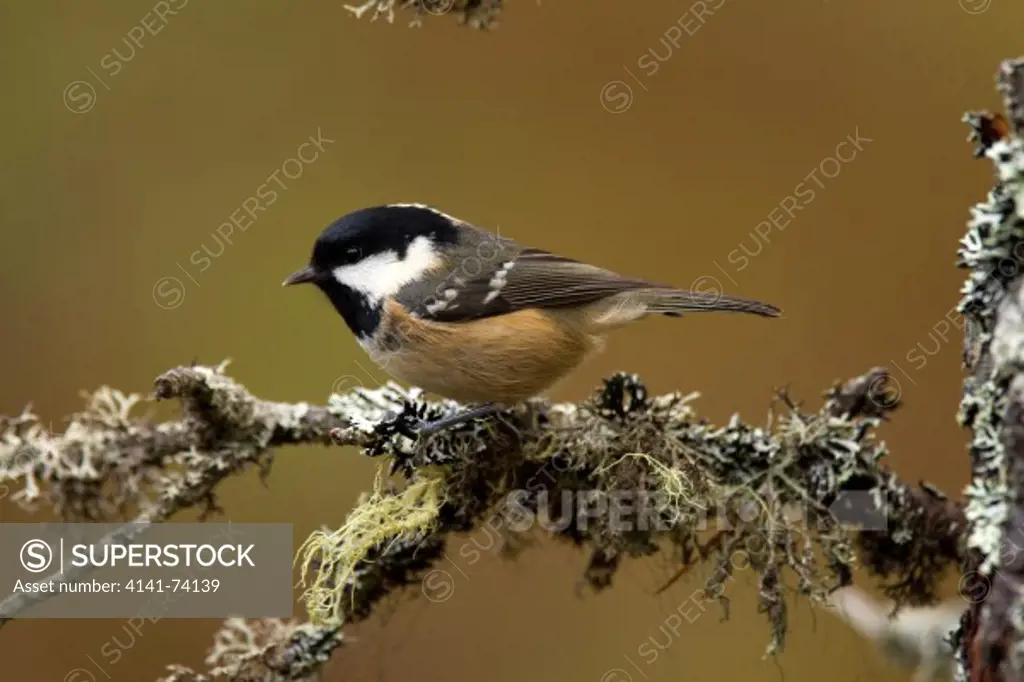 Coal Tit, Periparus ater on a branch