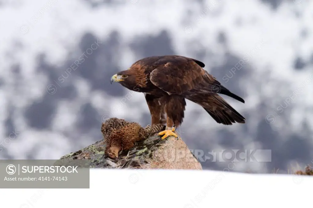 Golden Eagle, Aquila chrysaetos with prey