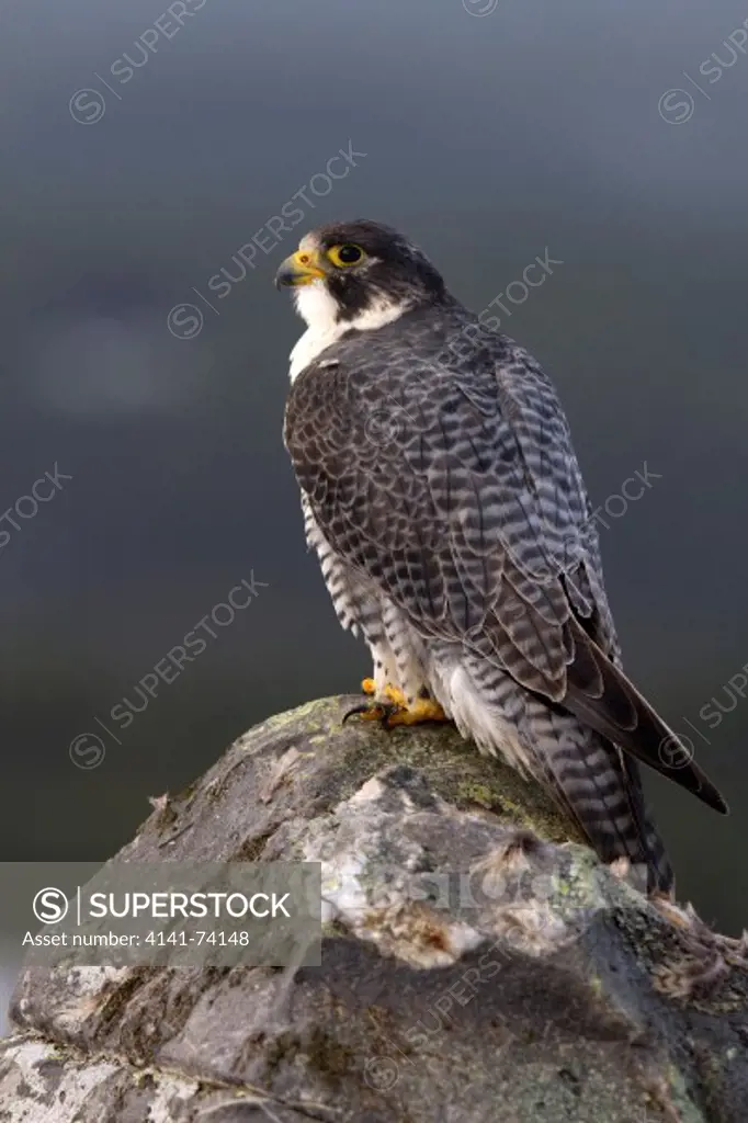Peregrine falcon, falco peregrinus in the mountains