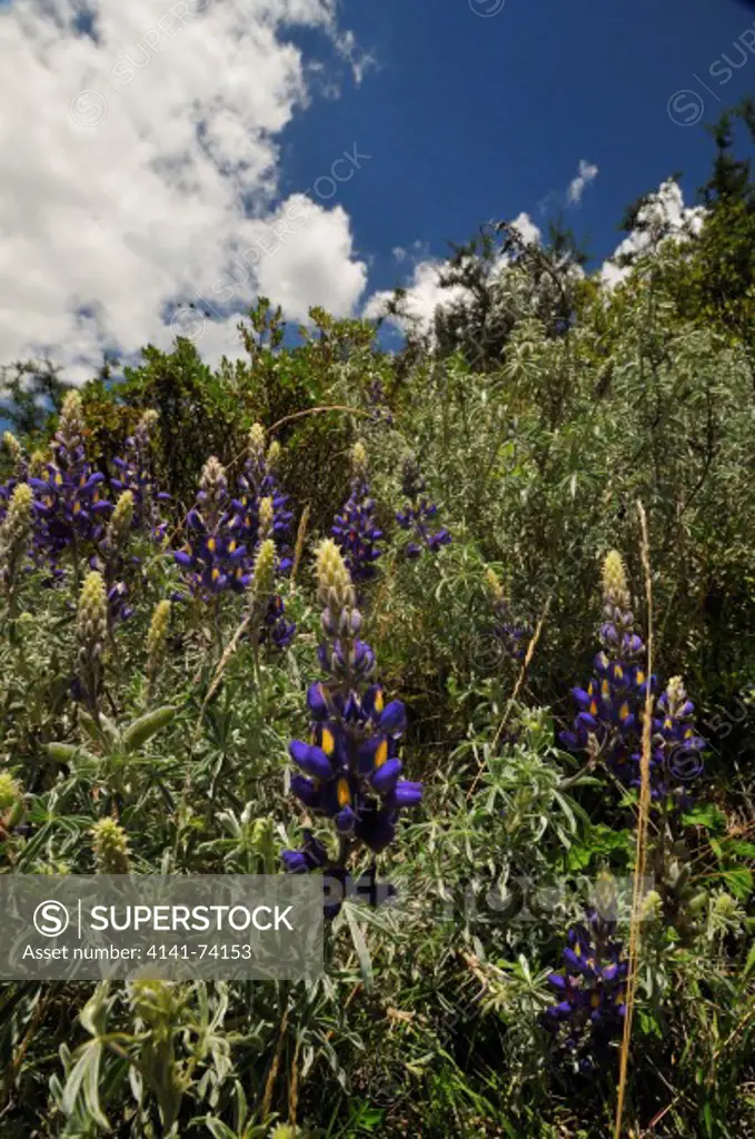 Andean lupin Lupinus mutabilis, the Andes, Peru