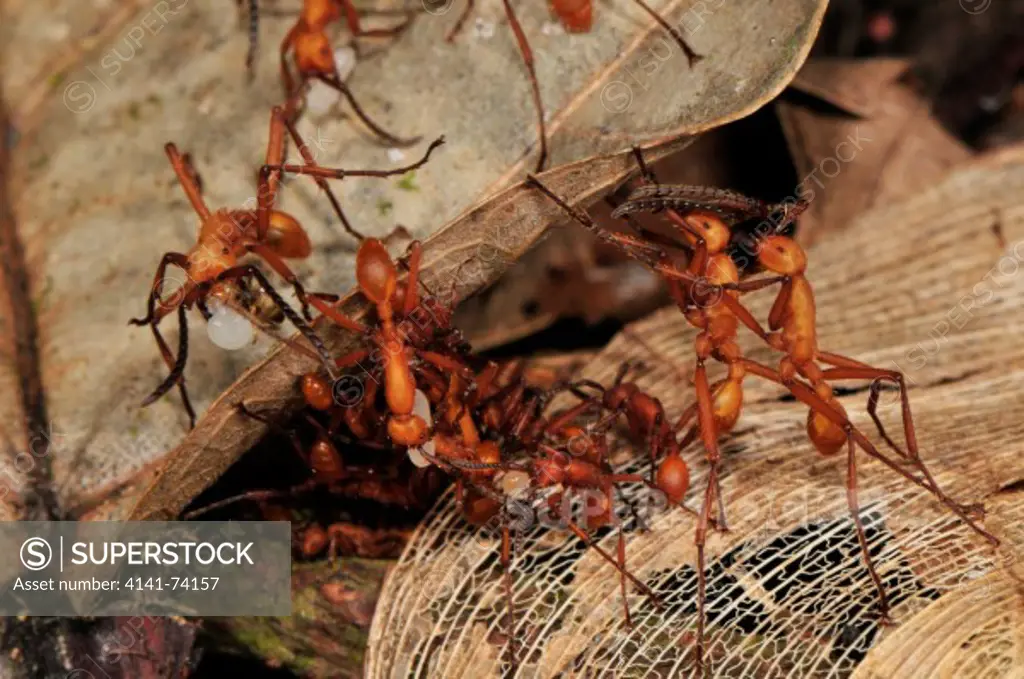 Army ants Eciton burchellii, Tambopata Reserve, rio Tambopata, Peru, Amazonia