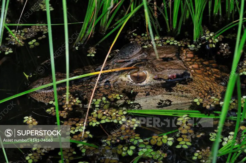 Black Caiman Melanosuchus niger, laguna Tres Chimbadas, Tambopata Reserve, Peru, the Amazon