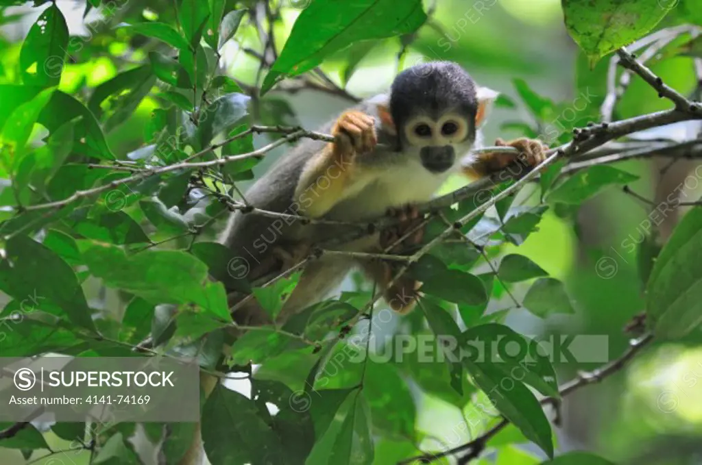 Black-headed Squirrel Monkey, also known as Bolivian/peruvian Squirrel Monkey and Bolivian Squirrel Monkey Saimiri boliviensis, Tambopata Reserve, district Madre de Dios, Peru, Amazon
