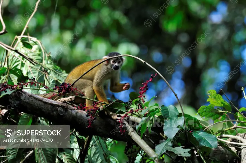 Black-headed Squirrel Monkey, also known as Bolivian/peruvian Squirrel Monkey and Bolivian Squirrel Monkey Saimiri boliviensis, Tambopata Reserve, district Madre de Dios, Peru, Amazon