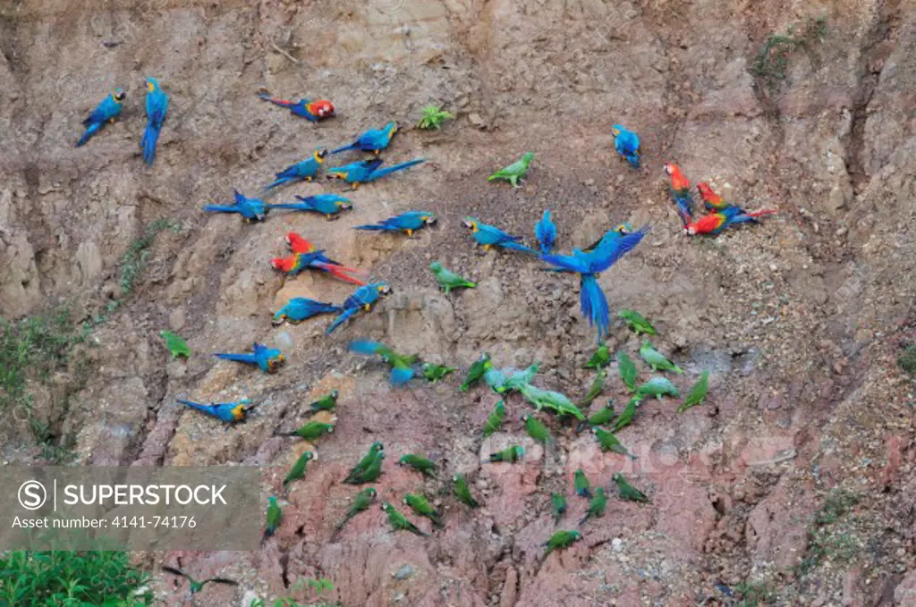 Blue-and-Yellow Macaws Ara ararauna,  Scarlet Macaw Ara macao, Red-bellied Macaw Ara manilata, Chestnut-fronted Macaw  Ara severus, Mealy Parrot Amazona farinosa at clay lick, Tambopata Reserve, rio Tambopata, Peru, Amazonia
