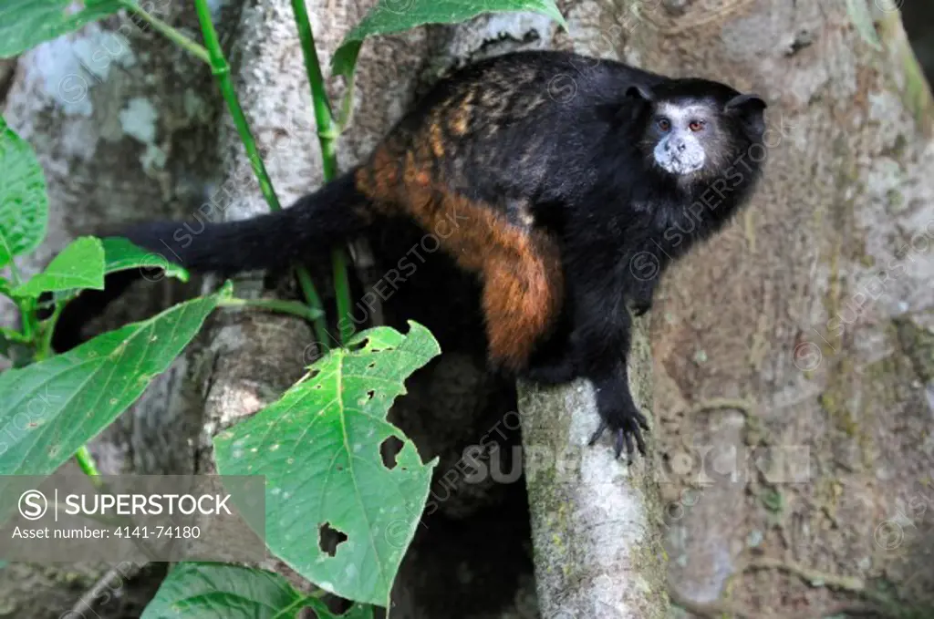 Brown-mantled tamarin or Saddle-back tamarin Saguinus fuscicollis, Tambopata Reserve, district Rio Madre de Dios, Amazonia, Peru.