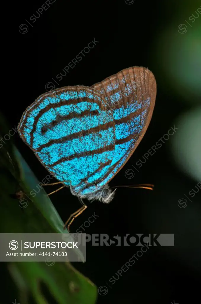 Butterfly Caeruleuptychia lobelia, Tambopata Reserve, rio Tambopata, Peru, Amazonia