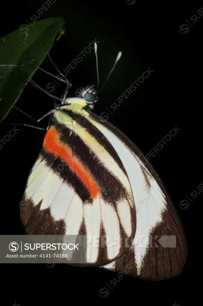 Butterfly Perrhybris pamela, male, Tambopata Reserve, rio Tambopata, Peru, Amazonia