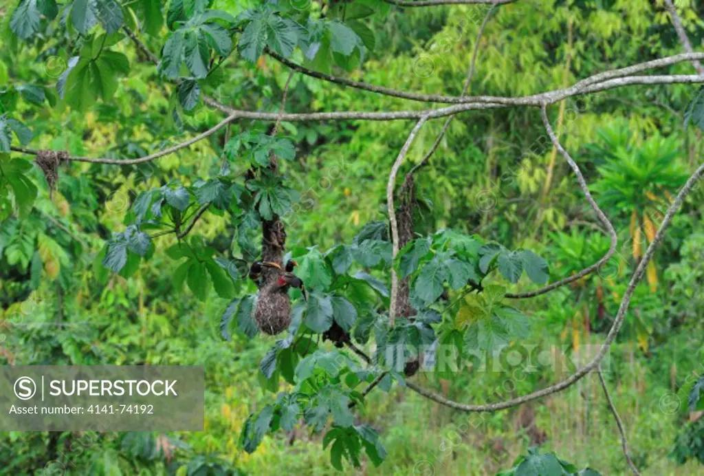Chestnut-eared Aracari Pteroglossus castanotis raiding nests for eggs, Tambopata Reserve, rio Tambopata, Peru, Amazonia