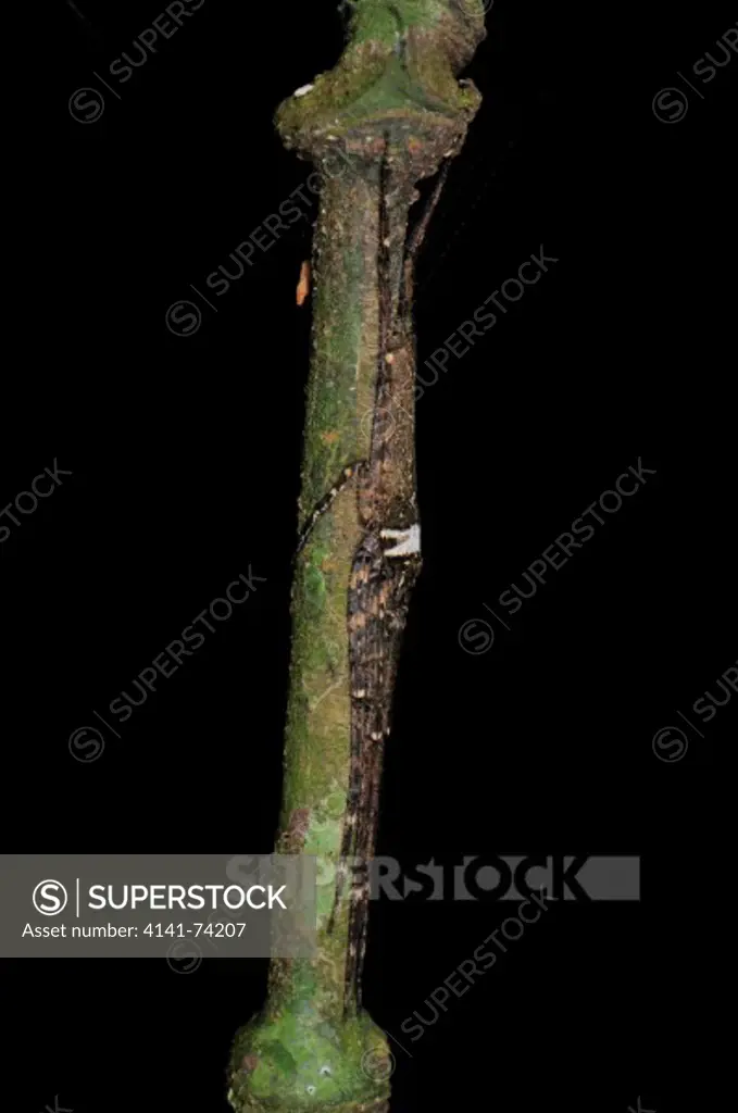 Cryptic spider Senoculus sp., Tambopata Reserve, rio Tambopata, Peru, Amazonia