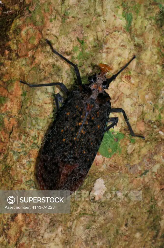 Fulgorid Lantern Bug Phrictus auromaculatus, a rare species and first record in the field, Tambopata Reserve, rio Tambopata, Peru, Amazonia