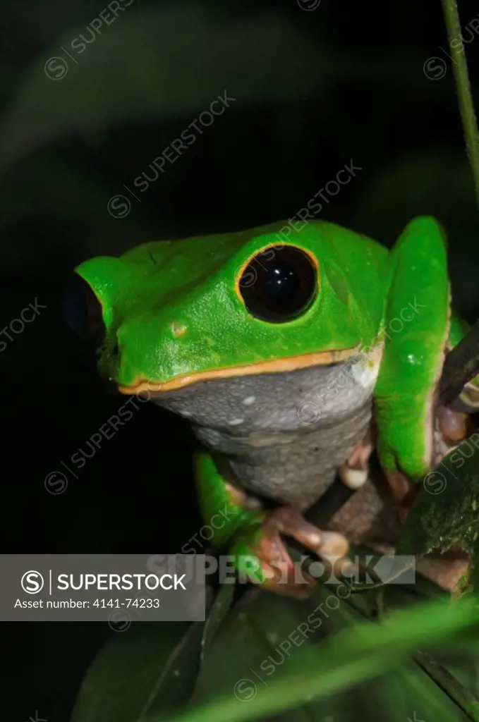 Giant Waxy Monkey Frog Phyllomedusa bicolor, Tambopata Reserve, rio Tambopata, Peru, Amazonia