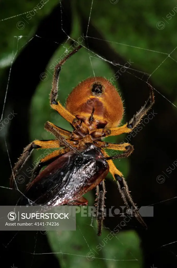 Golden Orb Spider Eriophora sp., preying on cockroach, Tambopata Reserve, rio Tambopata, Peru, Amazonia