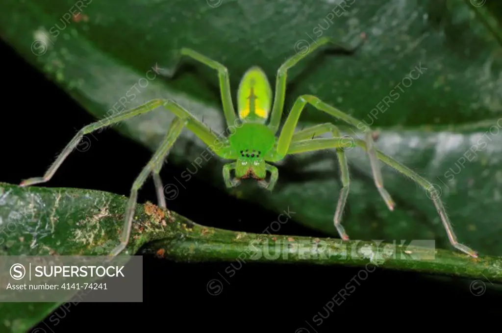 Green Huntsman spider, family Sparassidae, Tambopata Reserve, rio Tambopata, Peru, Amazonia