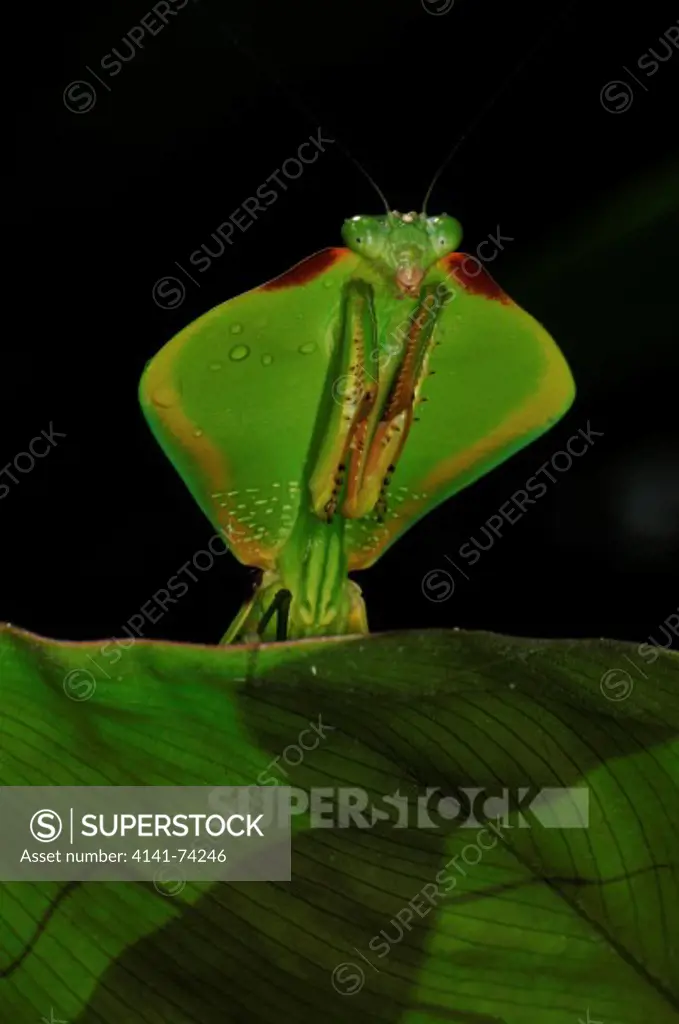 Green Leaf Mantis Choeradodis stalii, Tambopata Reserve, rio Tambopata, Peru, Amazonia