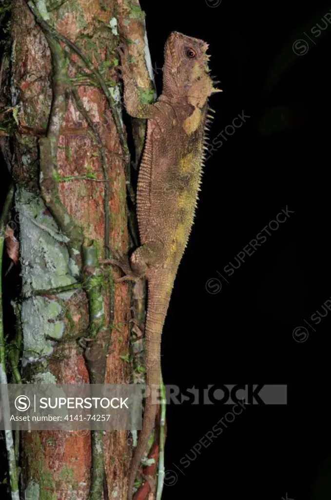 Horned Wood Lizard  Enyalioides palpebralis, Tambopata Reserve, rio Tambopata, Peru, Amazonia