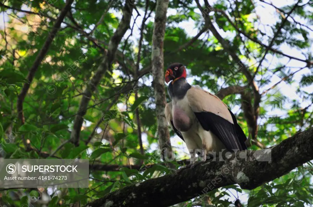 King Vulture Sarcoramphus papa, Tambopata Reserve, rio Madre de Dios, Peru, Amazon