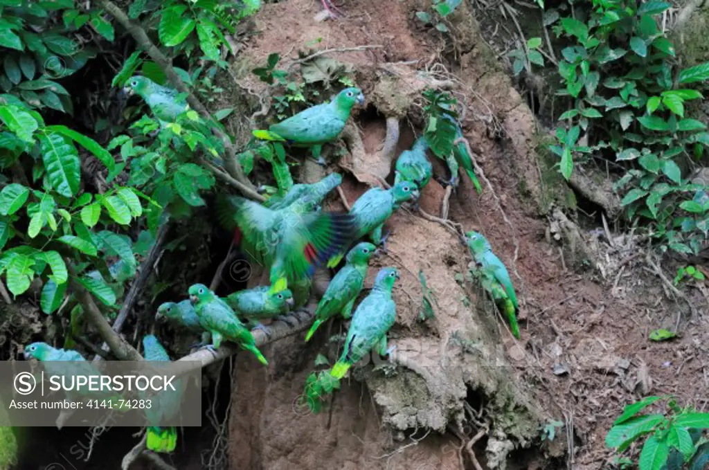Mealy Amazon or Mealy Parrot  Amazona farinosa on clay lick, Tambopata Reserve, rio Tambopata, Peru, Amazonia