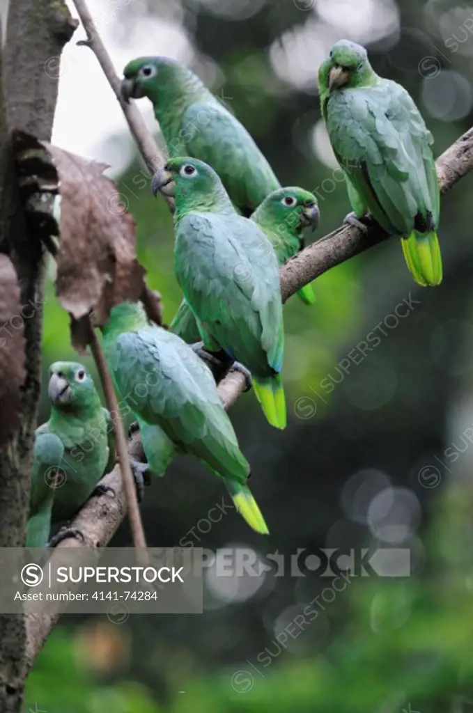 Mealy Amazon or Mealy Parrot  Amazona farinosa, Tambopata Reserve, rio Tambopata, Peru, Amazonia