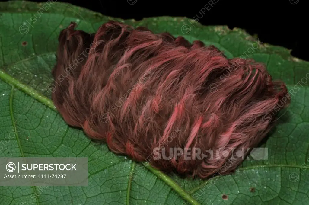 Megalopygidae hairy caterpillar, an undescribed new species, Tambopata Reserve, rio Tambopata, Peru, Amazonia