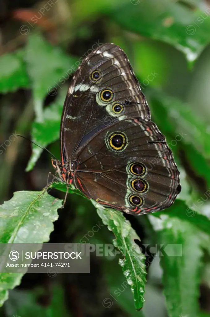 Morpho butterfly Morpho helenor, Tambopata Reserve, rio Tambopata, Peru, Amazonia