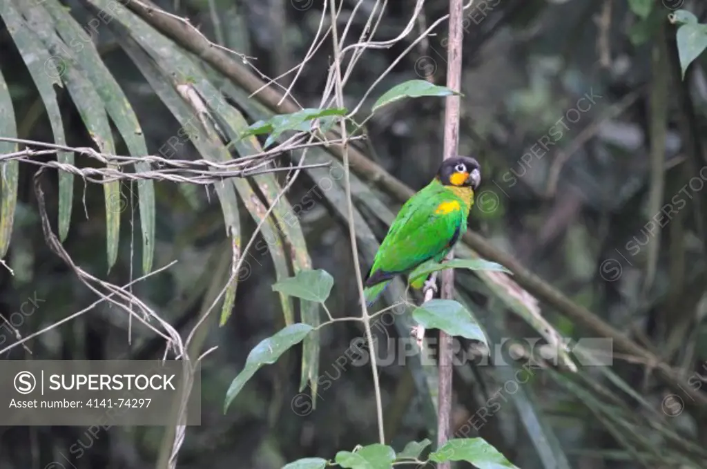 Orange-cheeked Parrot Pyrilia barrabandi, Tambopata Reserve, rio Tambopata, Peru, Amazonia