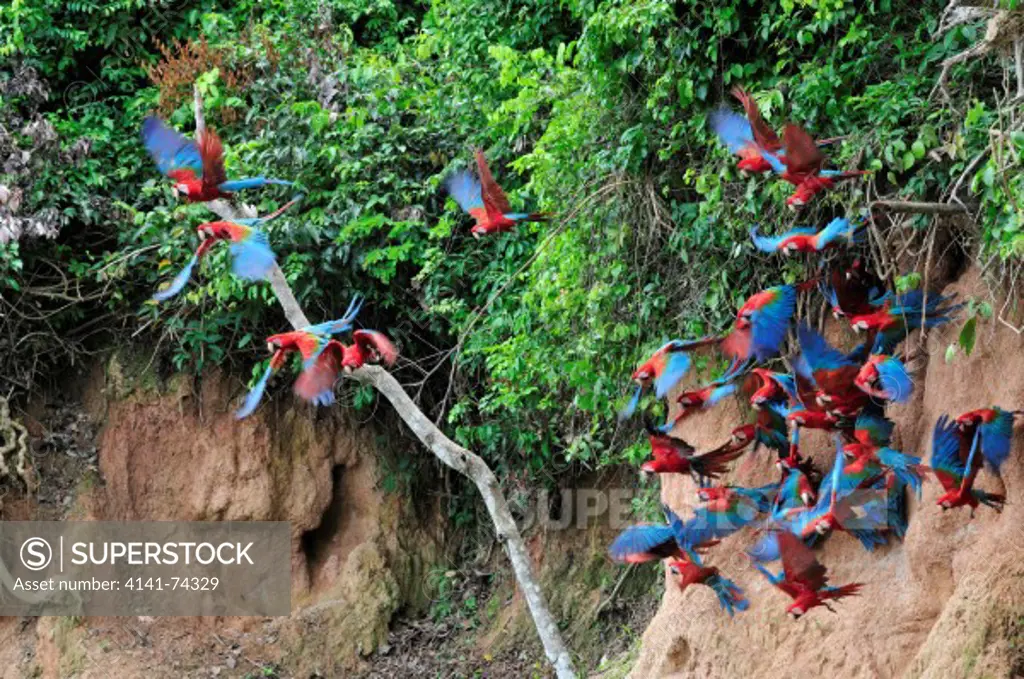 Red-and-green Macaw Ara chloropterus on clay lick, Tambopata Reserve, rio Tambopata, Peru, Amazonia