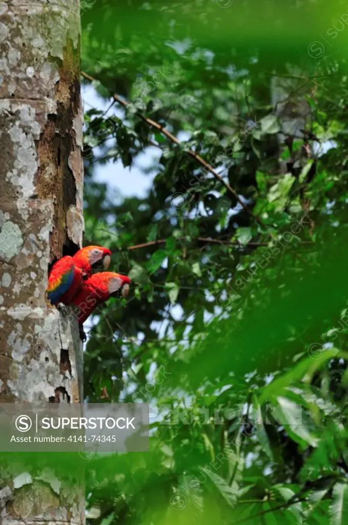 Scarlet Macaw  Ara macao, breeding pair with radiotelemetry collar in nest, Tambopata Reserve, rio Tambopata, Peru, Amazonia