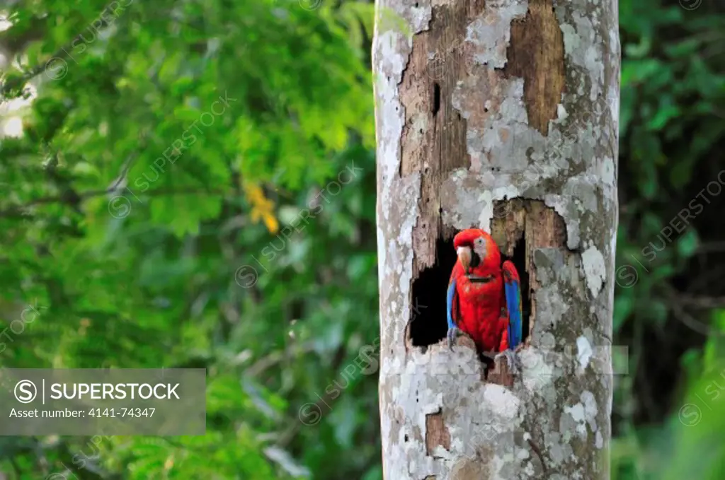 Scarlet Macaw  Ara macao, breeding pair with radiotelemetry collar in nest, Tambopata Reserve, rio Tambopata, Peru, Amazonia