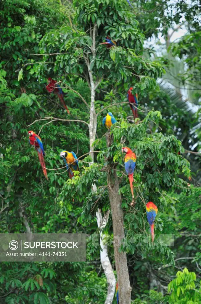 Scarlet Macaw Ara macao and Blue-and-Yellow Macaw Ara ararauna, Tambopata Reserve, rio Tambopata, Peru, Amazonia