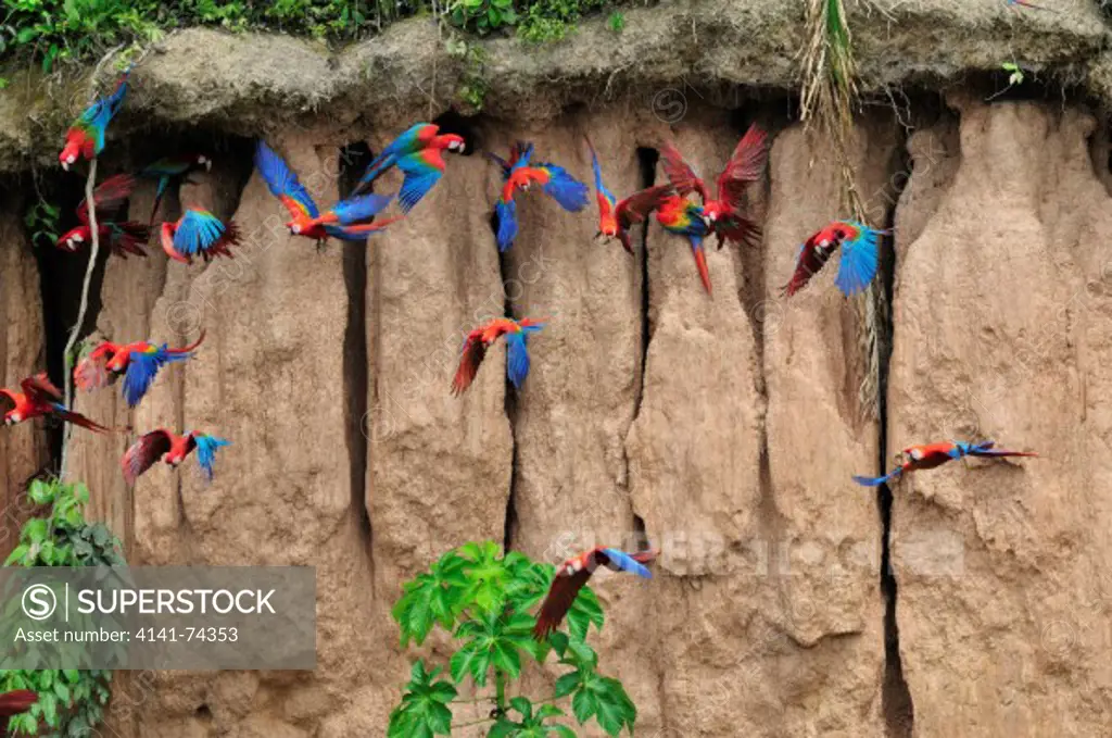 Scarlet Macaws Ara macao and Red-and-Green Macaws Ara chloropterus on clay lick, Tambopata Reserve, rio Tambopata, Peru, Amazonia