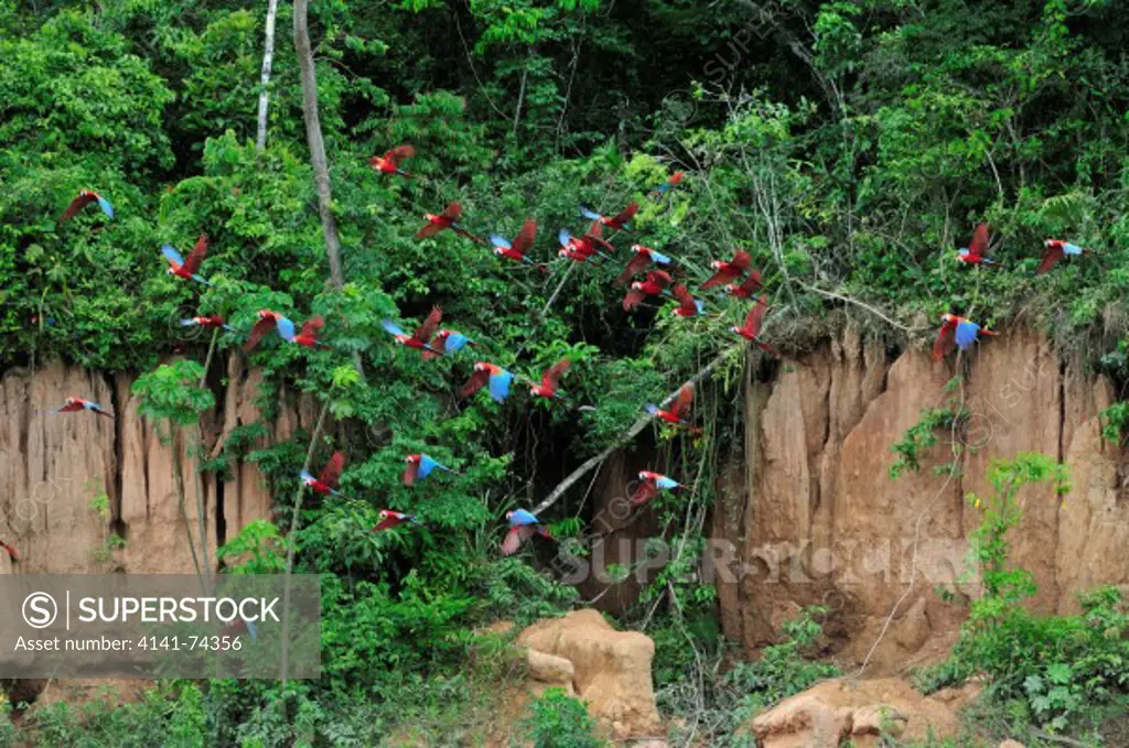 Scarlet Macaws Ara macao and Red-and-Green Macaws Ara chloropterus, Tambopata Reserve, rio Tambopata, Peru, Amazonia