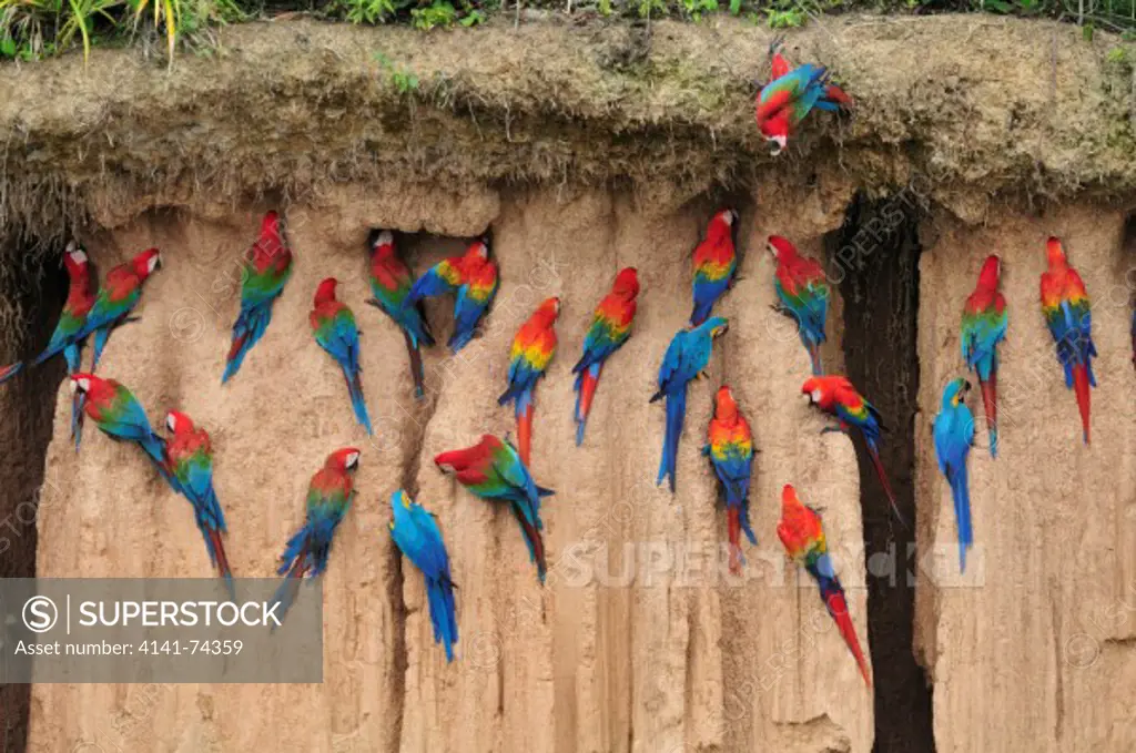 Scarlet Macaws Ara macao, Red-and-Green Macaws Ara chloropterus and Blue-and-Yellow Macaws Ara ararauna on clay lick, Tambopata Reserve, rio Tambopata, Peru, Amazonia