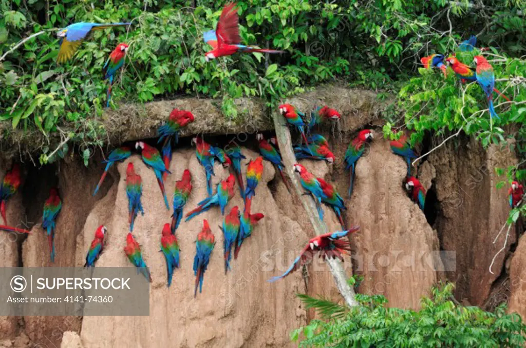 Scarlet Macaws Ara macao, Red-and-Green Macaws Ara chloropterus and Blue-and-Yellow Macaws Ara ararauna on clay lick, Tambopata Reserve, rio Tambopata, Peru, Amazonia