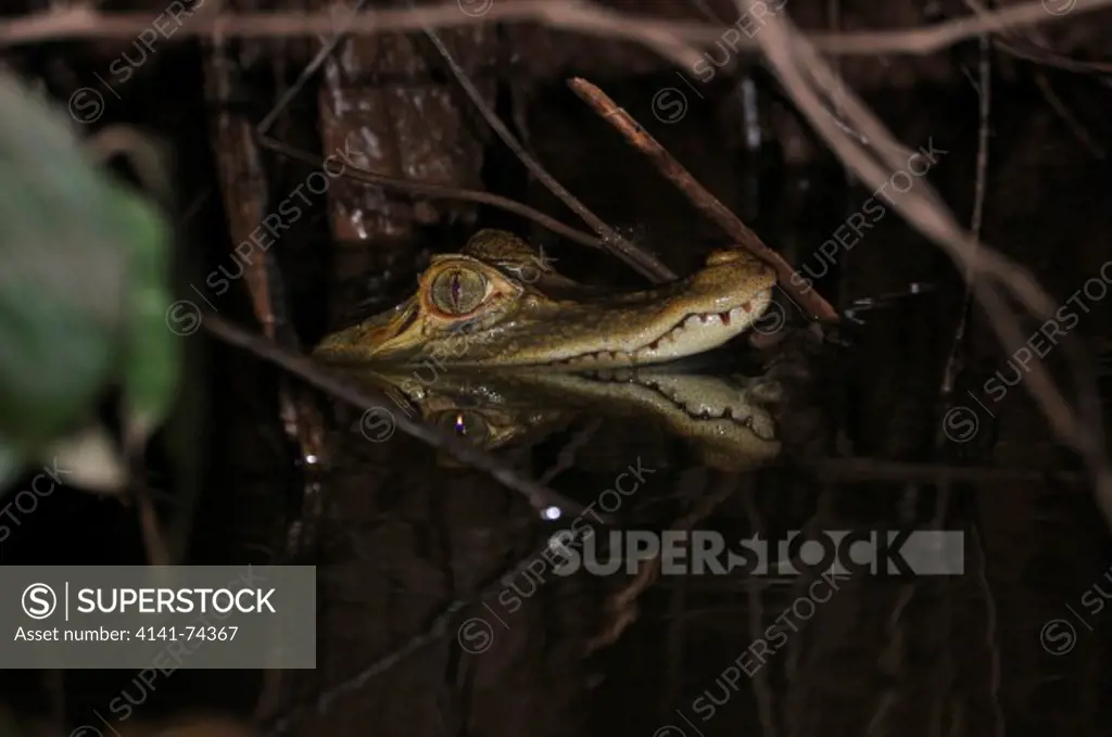 Spectacled caiman Caiman crocodilus at night, Tambopata Reserve, rio Tambopata, Peru, Amazonia